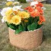 Цветник КАНЬОН купить в Рыбинске